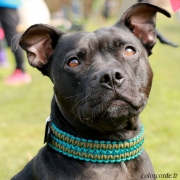 Collier chien personnalisé