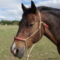 Licol éthologique Aqua - taille cheval